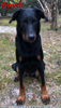 beauceron.net.de