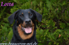 beauceron.net.de