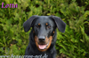 beauceron.net.de