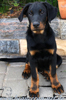 beauceron.net.de