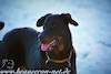 beauceron.net.de