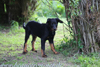 beauceron.net.de