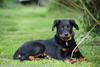 beauceron.net.de