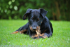 beauceron.net.de