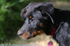 beauceron.net.de