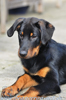 beauceron.net.de