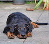 beauceron.net.de