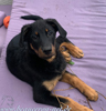 beauceron.net.de