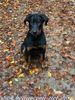 beauceron.net.de