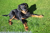 beauceron.net.de