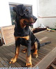 beauceron.net.de