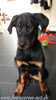 beauceron.net.de