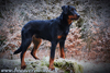 beauceron.net.de