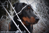 beauceron.net.de