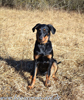 beauceron.net.de