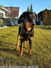 beauceron.net.de