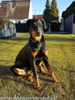 beauceron.net.de