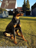 beauceron.net.de