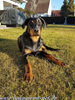 beauceron.net.de