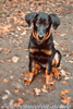 beauceron.net.de