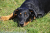 beauceron.net.de