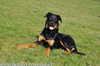 beauceron.net.de