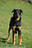 beauceron.net.de