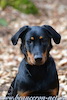 beauceron.net.de