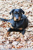 beauceron.net.de