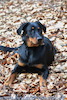 beauceron.net.de