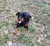 beauceron.net.de