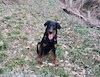 beauceron.net.de