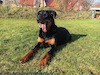 beauceron.net.de