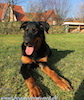 beauceron.net.de