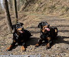 beauceron.net.de