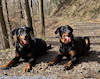 beauceron.net.de