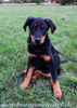 beauceron.net.de