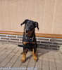 beauceron.net.de