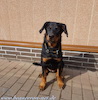 beauceron.net.de