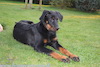 beauceron.net.de