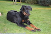 beauceron.net.de