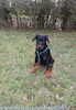 beauceron.net.de