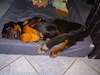 beauceron.net.de