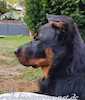 beauceron.net.de