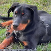 beauceron.net.de