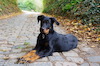 beauceron.net.de