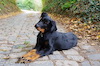 beauceron.net.de