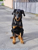 beauceron.net.de