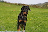 beauceron.net.de