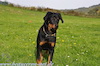 beauceron.net.de